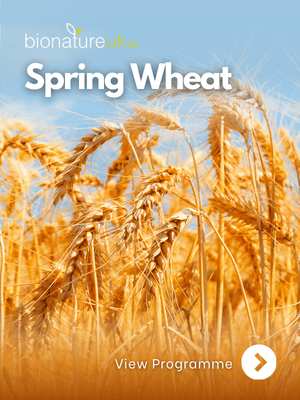 Spring Wheat_thumbnail